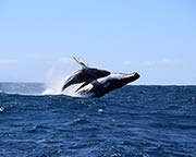 adrenalin whale watching sydney review